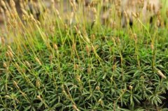 Common bryophytes small golden hair moss pictures, small golden hair moss cultivation edge small golden hair moss is easy to raise?