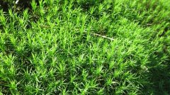 Pictures of common bryophytes Daginhaomis, the characteristics of the main medicinal value of the traditional Chinese medicine