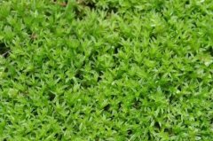 Common bryophytes what are the main characteristics of bryophytes