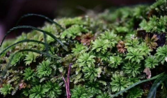 Planting big leaf moss in warm ground: is it difficult to raise big leaf moss in warm ground? How to reproduce the moss in warm ground