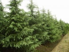 Price of cedar seedlings: how much is the price of one meter of cedar seedlings? Wholesale cedar in Wenjiang nursery