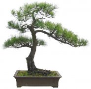 Tianmu pine is that kind of pine. How about pictures of Tianmu pine? How much is the price of Tianmu pine bonsai