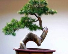 Can Pinus elliottii make bonsai? The Medicinal value of Pinus elliottii at the latest Price