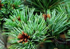 Pictures of common pine species what are the characteristics and appearance of Taiwan five-needle pine and Taiwan five-needle pine