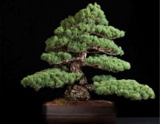 Can Osaka Matsu survive the winter in the north? Which is more expensive, five-needle pine or Osaka pine? why is it so expensive?