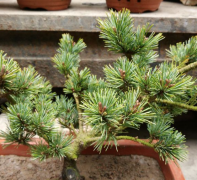 What are the characteristics of the golden needle Osaka pine? How much is the price of golden leaf Osaka pine seedlings?