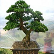 The cultivation method of Luohansong, how much is the price of a tree 1.5 meters high?