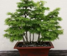 Money pine bonsai pictures, money pine winter leaves expensive? money pine seed price how much