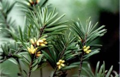 Is the value of fir trees high? Is Cryptomeria fortunei valuable? how much is the price of a tree?