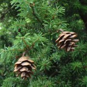 The characteristics of hemlock Cunninghamia lanceolata pictures, what is the health function of Canadian hemlock fir