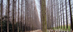 What does the picture of sequoia look like? What are the characteristics of Cunninghamia lanceolata? what is the flower language?