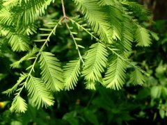 Does metasequoia grow fast? Is Metasequoia a rare plant in China? how much is the price of Metasequoia bonsai?