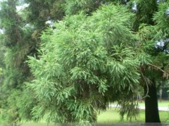 Introduction of Cunninghamia lanceolata varieties what are the characteristics of Cryptomeria fortunei