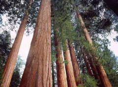 Coastal sequoia growth topography, native coastal sequoia pictures what is the maximum diameter of coastal sequoia?