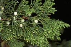 The medicinal value of cypress, is the taste of cypress harmful to the body?