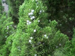 A brief introduction to the species of cypress, does the cypress tree bear seeds at the price of 3 cm cypress seedlings?