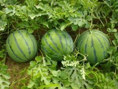 According to the introduction of watermelon planting technology and management method, when is the planting time of watermelon sowing and blooming and maturing?