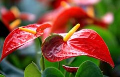 What are the breeding methods and matters needing attention of hydroponic Anthurium andraeanum? What nutrient solution is used for hydroponic Anthurium andraeanum?