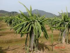 Balcony dragon fruit planting method how to plant dragon fruit potted? Potted dragon fruit can bear fruit in a few years.