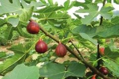 Fig planting technology and management, when figs will be planted for a few years to bear fruit