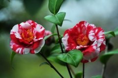 How to water the culture method of camellia? What is the remedy for the loss of camellias leaves?