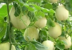 Melon planting technology and management, what is the time and method of melon planting