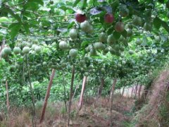 Introduction to the planting technology and management of passion fruit, how long does it take to plant passion fruit?