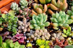 How to plant succulent plants? How to use succulent planting soil? what kind of soil is better?