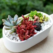 What are the succulent plants that are easy to raise? How often do succulent plants are best watered?