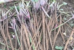 What are the climatic conditions for burdock growth? What are the effects of too much Rain Water on the growth of burdock