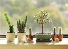 How to water succulent plants? How often should succulent plants be watered thoroughly?