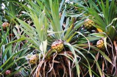 Pineapple planting methods and techniques, pineapple need to be planted every year? what are the planting requirements?