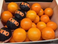 Spain's first batch of IGP origin certified oranges landed in Shanghai today.