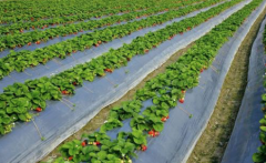 Introduction of new varieties of strawberries what are the characteristics of the latest fine varieties of strawberries