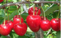 Cherry tree planting and management methods, cherry saplings a few years when the results mature