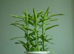 A brief introduction to lucky bamboo plants, what if lucky bamboo is too tall? how to prune lucky bamboo when it grows too big?