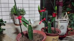 The planting method of dragon fruit on the balcony, can potted dragon fruit bear fruit? can it bear fruit in a few years?