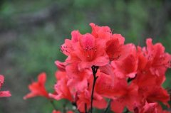 What are the cultivation techniques of azaleas, cultivation methods and precautions of azaleas?