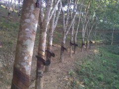 What are the dangers of single planting of rubber trees? What is the cause of soil erosion caused by rubber trees?