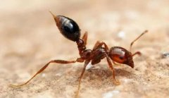 How to control red fire ants? What are the reasons for the spread of red fire ants?