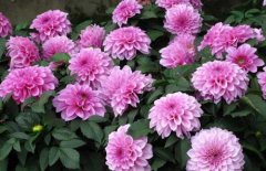 Dahlia bulb planting method, how to accelerate the germination of Dahlia bulb is better to plant in which month