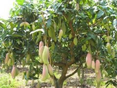 What are the reasons for the decrease in mango production? What is the reason why mango trees don't bloom?