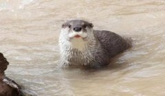 What is the number of Eurasian otters left on the brink of extinction? What is the protection level of Eurasian otters?