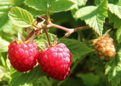 What are the conditions for growing raspberries? How to grow raspberries? do you need pruning in spring?