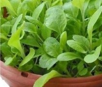 How to grow potted pakchoi seeds? How to deal with the seeds of pakchoi? sowing and growing well