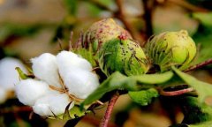 The transformation effect of cotton planting on soil, the harm of cotton planting to soil is very great?