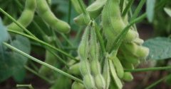 What are the prospects for edamame bean planting? is it profitable? Taiwan's edamame bean export to Japan holds the top spot.