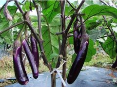 Introduction of Oriental charm of New eggplant varieties, cultivation techniques and Management methods of Oriental charm eggplant