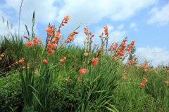 Is gladiolus a long-sunshine plant? What plants are suitable for gladiolus to grow together?