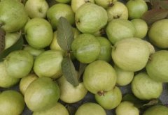 The price of Taiwan guava is stable. How much is guava? how many tons of guava per jin?